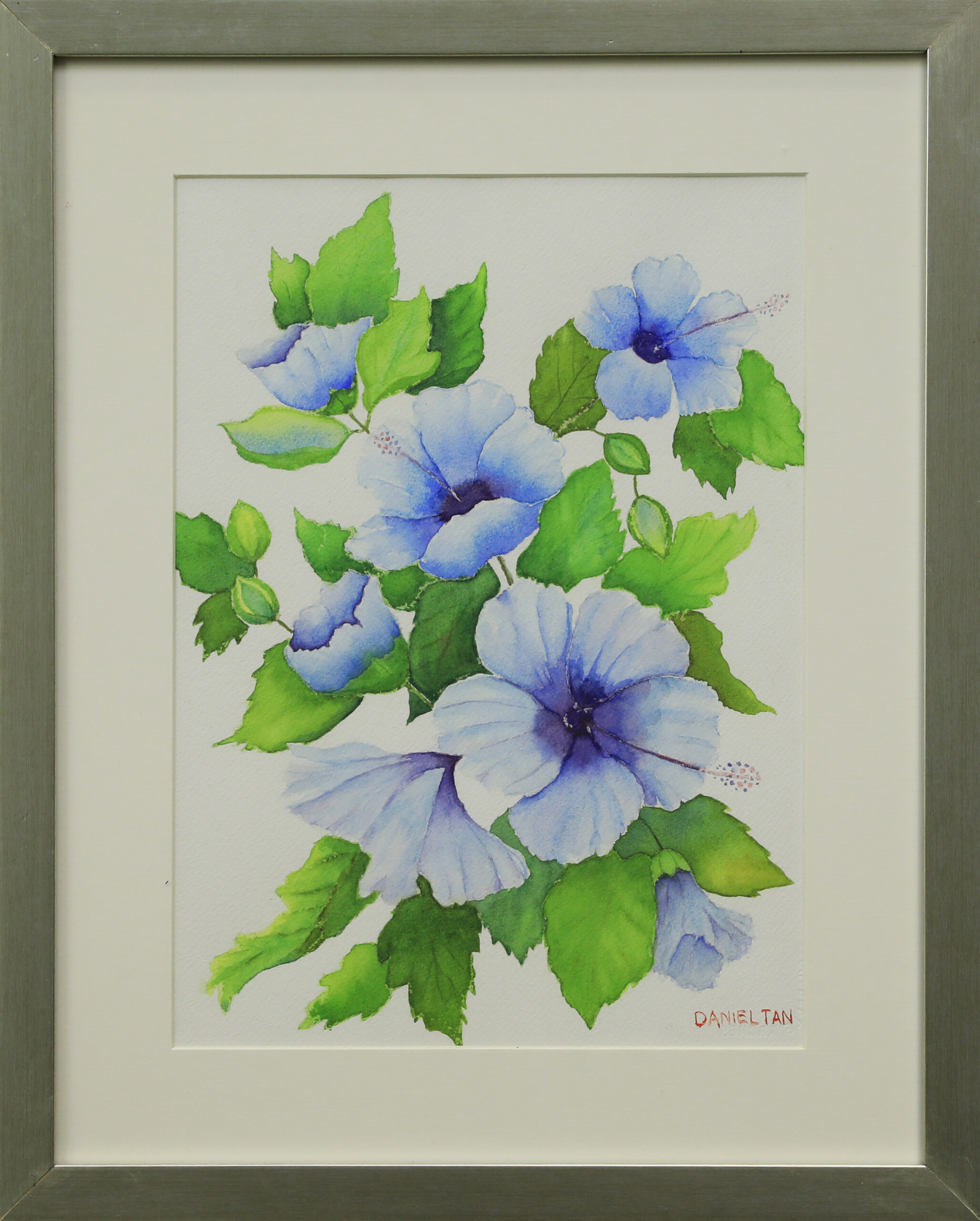 Blue Hibiscus